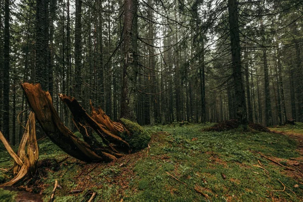 Ormanda bir ağaç — Stok fotoğraf