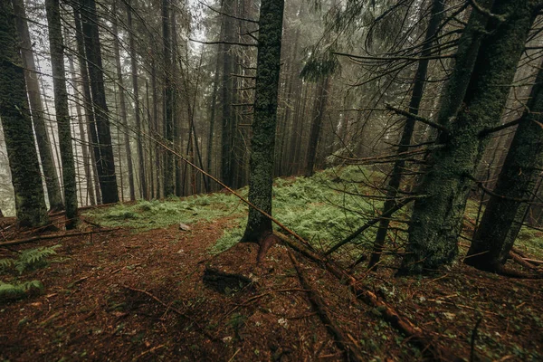 Un árbol en un bosque — Foto de Stock