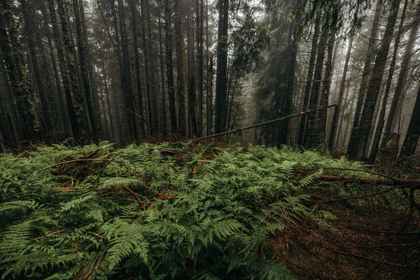 En växt i en skog — Stockfoto