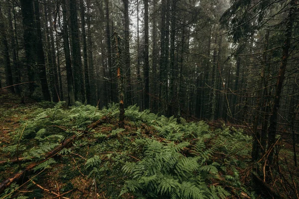 Ormanda bir ağaç — Stok fotoğraf