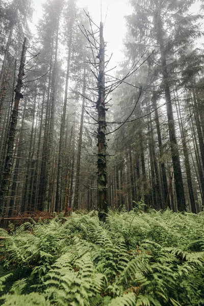 Un albero in una foresta — Foto Stock