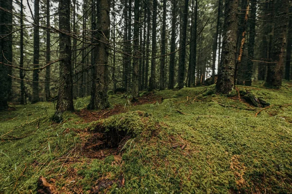 Ormanda bir ağaç — Stok fotoğraf