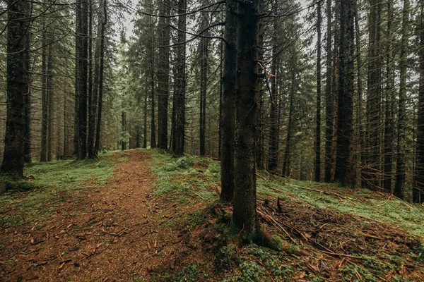 Ormanda bir ağaç — Stok fotoğraf