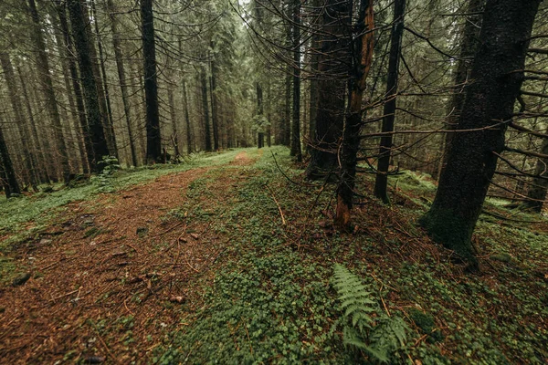 Ein Baum im Wald — Stockfoto