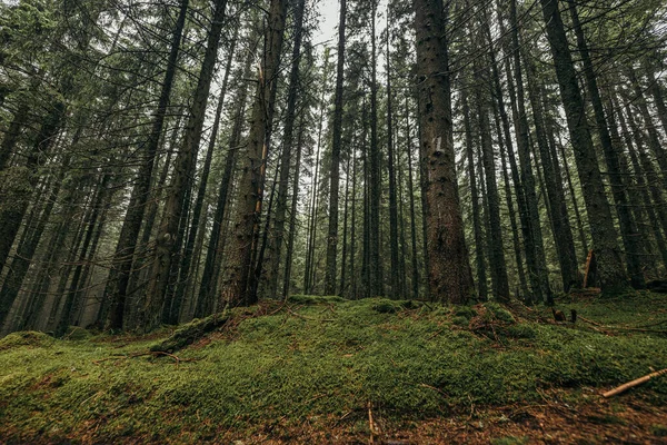 Ormanda bir ağaç — Stok fotoğraf