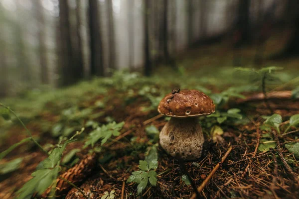 いくつかの草の終わり — ストック写真