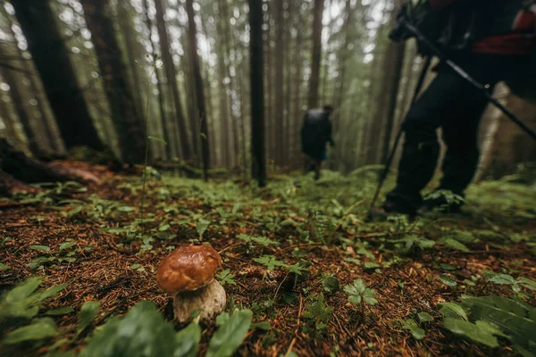 Un árbol en un bosque — Foto de Stock