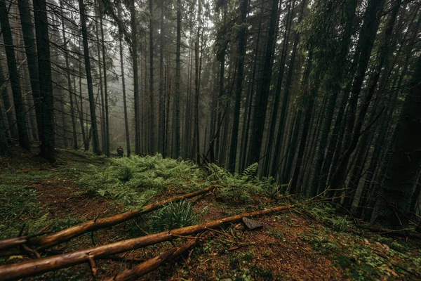 Ein Baum im Wald — Stockfoto