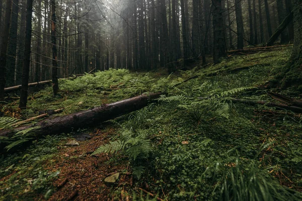 Un segno in mezzo a una foresta — Foto Stock