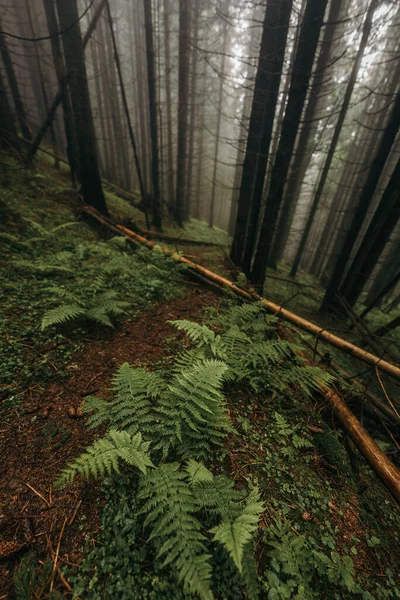 Eine Pflanze im Wald — Stockfoto