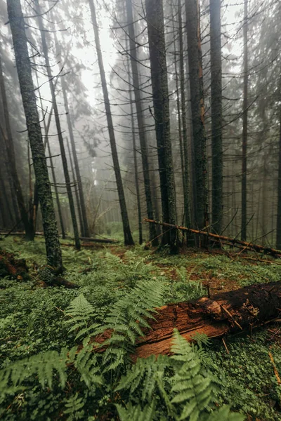 Ormanda bir bitki — Stok fotoğraf