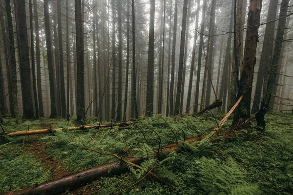 Un albero davanti a una tenda — Foto Stock