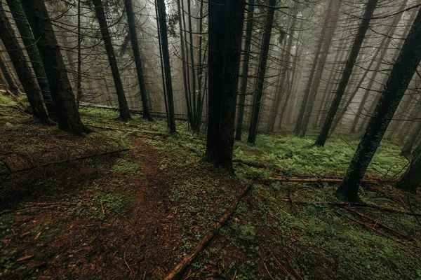 Un albero in una foresta — Foto Stock