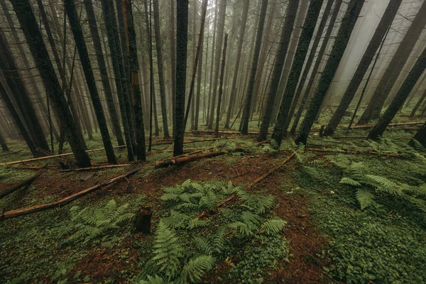 Крупный план дерева — стоковое фото