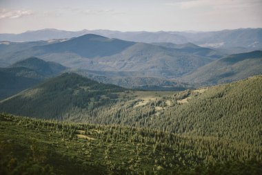 Dağın tepesinde duran bir koyun sürüsü