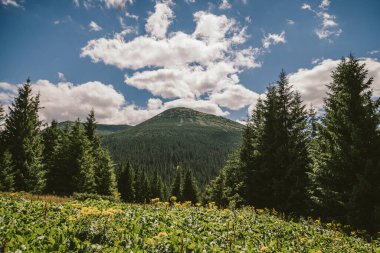 Evin önündeki bir ağaç.