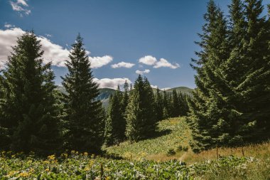 Ağacın önündeki bir işaret.