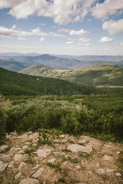 Eine Schafherde steht auf einem Berg — Stockfoto