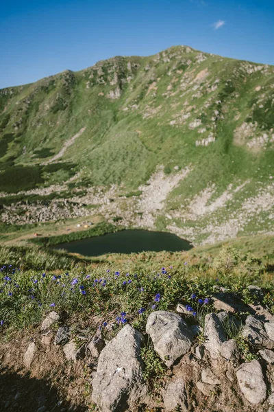 Una manada de ovejas de pie en la cima de una montaña rocosa — Foto de Stock