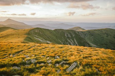 Bir koyun sürüsü yemyeşil bir tarlada otluyor.