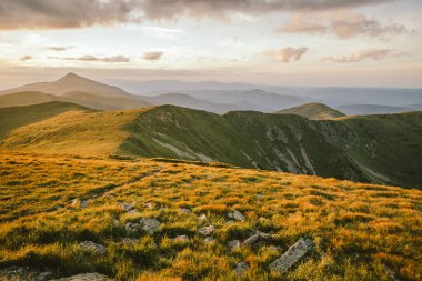 Bir koyun sürüsü yemyeşil bir tarlada otluyor.
