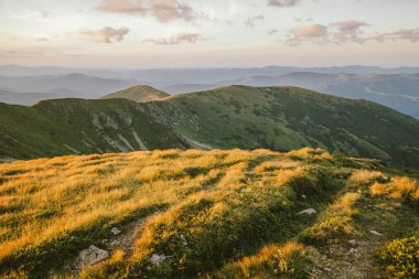 Bir koyun sürüsü yemyeşil bir tarlada duruyor.