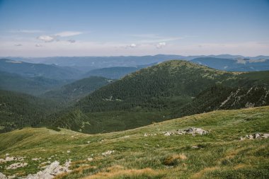 Bir koyun sürüsü yemyeşil bir yamaçta otluyor.