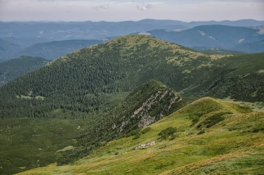 Bir koyun sürüsü yemyeşil bir yamaçta otluyor.
