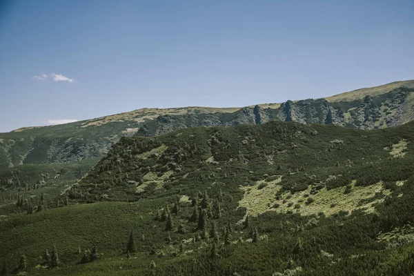 Ένα κοπάδι πρόβατα που στέκονται στην κορυφή ενός βουνού — Φωτογραφία Αρχείου