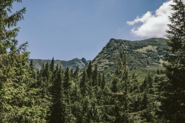 Arkasında dağ olan bir ağaç.