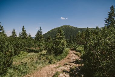 Ağacın yanındaki toprak yolda bir işaret.