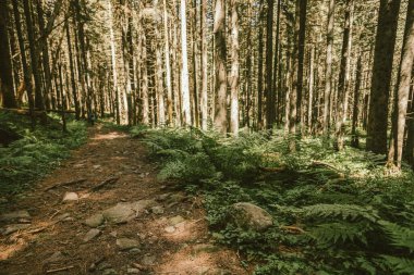 Ormanın ortasında bir ağaç.