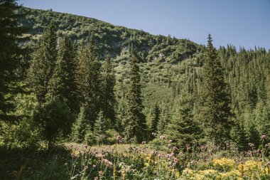Arkasında dağ olan bir ağaç.