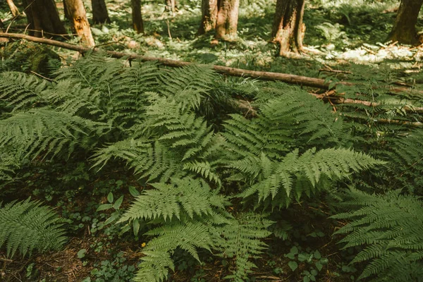 Зеленое растение в лесу — стоковое фото