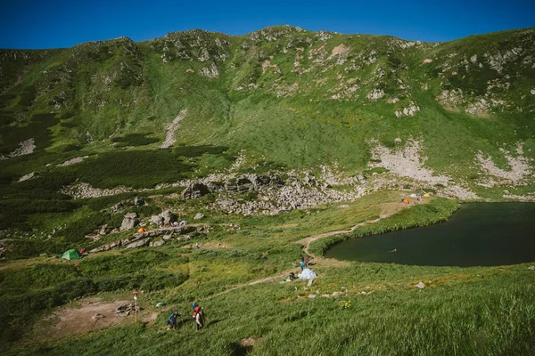 Una manada de ovejas de pie sobre una exuberante ladera verde — Foto de Stock