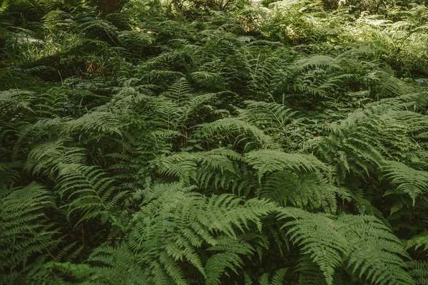 Un primer plano de una planta — Foto de Stock