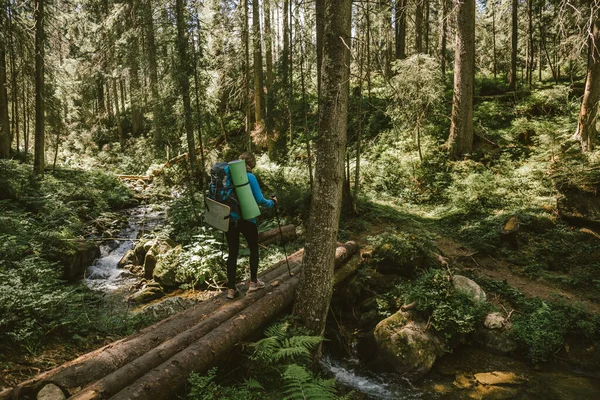 Ett träd i en skog — Stockfoto