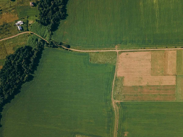 Un primer plano de un campo verde — Foto de Stock