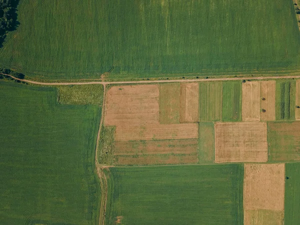 Un primer plano de un campo verde — Foto de Stock