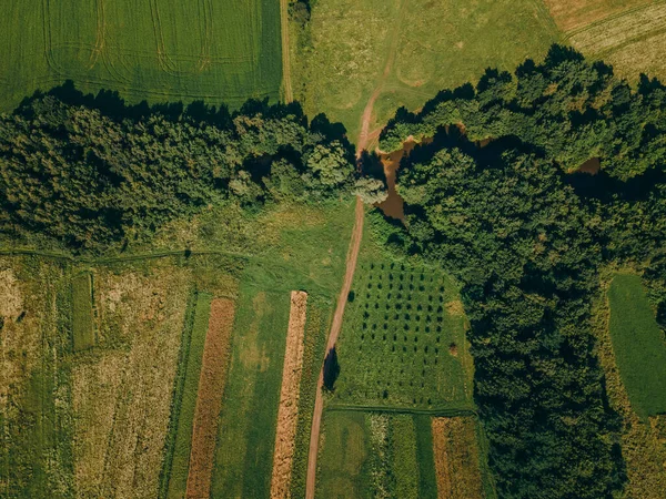 Un primer plano de un campo verde — Foto de Stock