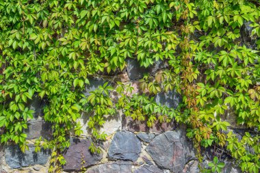Taş duvar dokusunda yeşil sarmaşık, güzel bir arka plan.
