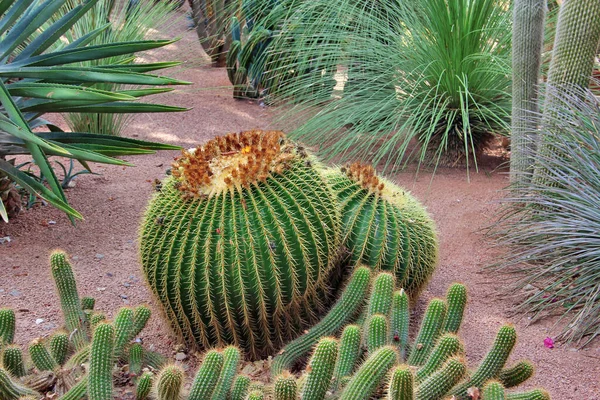 Primer Plano Del Cactus Barril Oro Echinocatus Grusonii —  Fotos de Stock