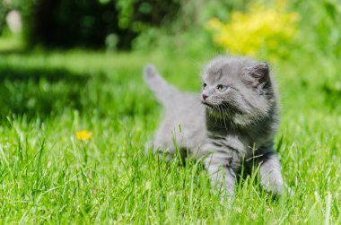 Açık havada ilk bağımsız adımlar atmaya şirin bir kedi yavrusu öğrenir