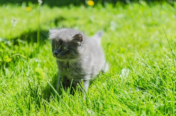 Cute Kitten Learns Take First Independent Steps Open Air — Stock Photo, Image