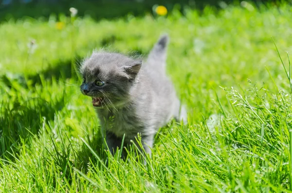 Cute Kitten Learns Take First Independent Steps Open Air — Stock Photo, Image
