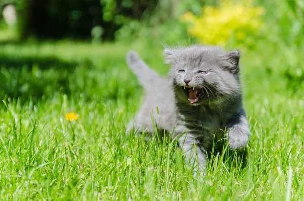 Seekor Kucing Lucu Belajar Untuk Mengambil Langkah Langkah Independen Pertama — Stok Foto