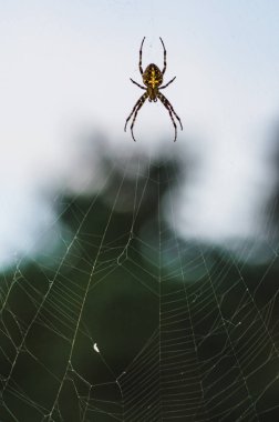 kahverengi korkunç örümcek yırtıcı böcek vahşi, yakın çekim güzel ürkütücü örümcek hafif bir arka plan üzerinde