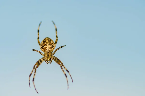 Kahverengi Korkunç Örümcek Yırtıcı Böcek Vahşi Yakın Çekim Güzel Ürkütücü — Stok fotoğraf