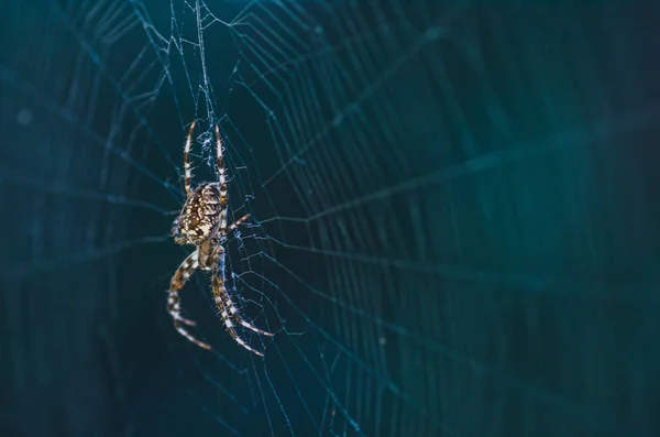 Braun Beängstigend Spinnen Räuber Insekt Auf Einem Hellen Hintergrund Der — Stockfoto
