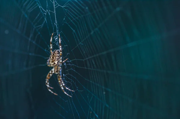 Bruin Enge Spin Predator Insect Tegen Een Lichte Achtergrond Wilde — Stockfoto